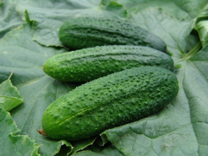 Picture of Cucumber Gherkin Partner F1